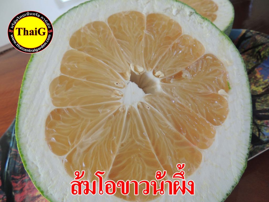 thaiggroup